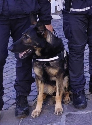 Falconara – Il cane poliziotto Billy trova 400 grammi di hashish